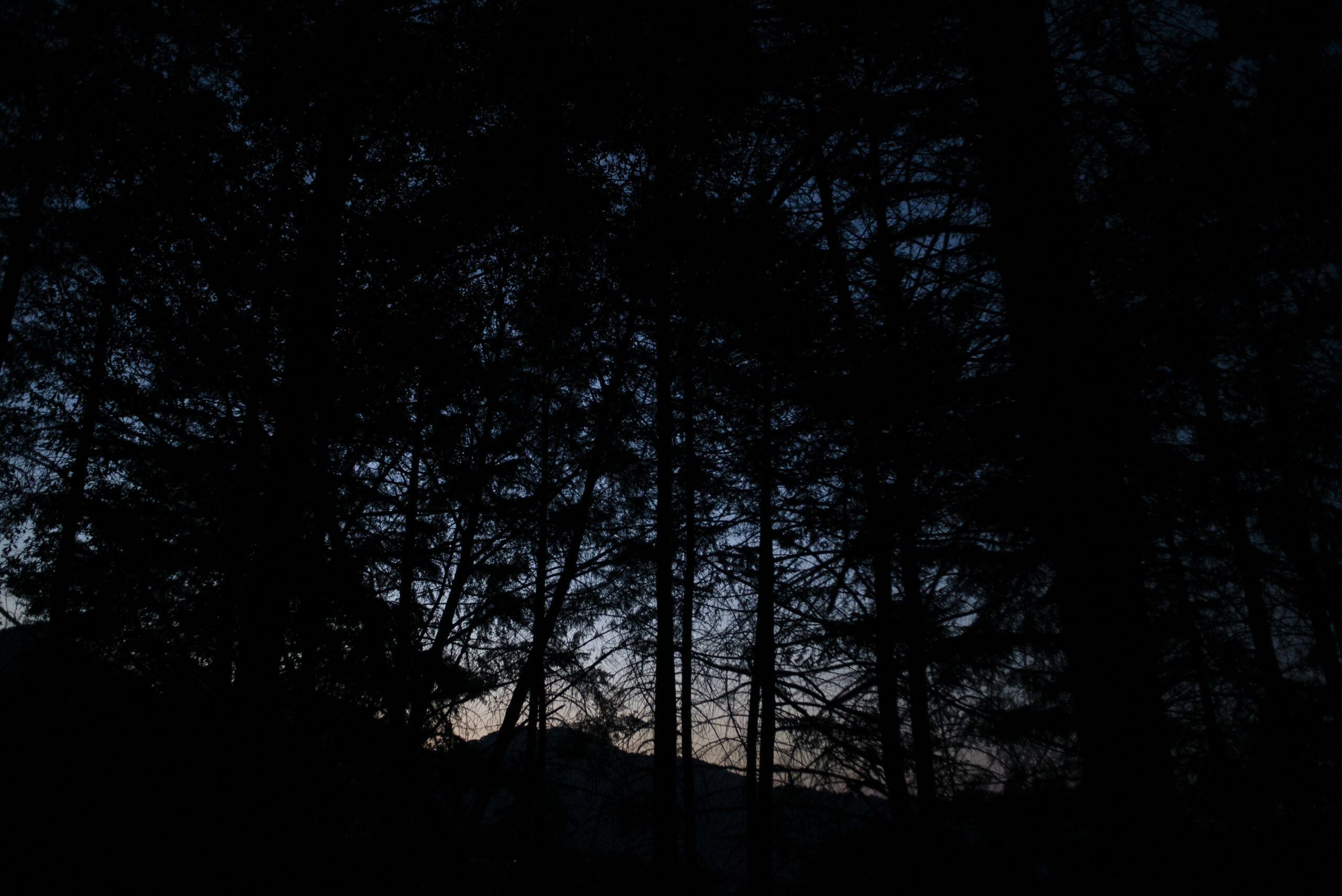 The echoing green